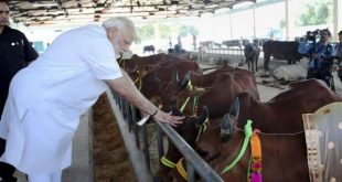 modi mathura, PM narendra Modi, modi with cow