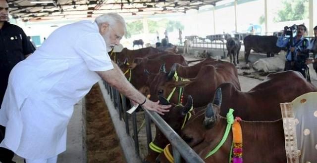 modi mathura, PM narendra Modi, modi with cow