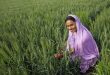 GM crop use in developing countries