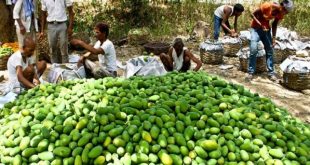Coronaviruses are not killing mango crops,