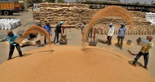Corona Virus: Increased procurement of wheat by giving center to farmers