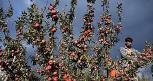 First lockdown, then snowfall and now epidemic broke the back of Kashmiri apple farmers