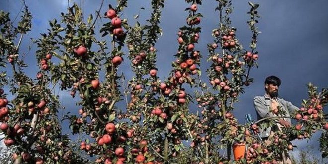 First lockdown, then snowfall and now epidemic broke the back of Kashmiri apple farmers