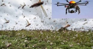 Drones and helicopters will be sprayed with pesticides to control grasshopper groups