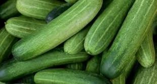 Unique trick to sell cucumber on Facebook, 15 quintal crop sold daily