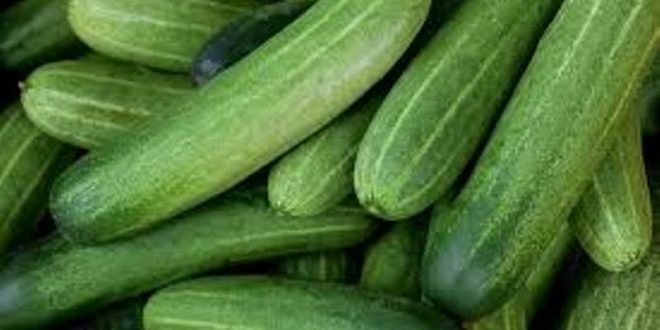 Unique trick to sell cucumber on Facebook, 15 quintal crop sold daily