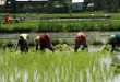 Monsoon is kind, 104% increase in kharif sowing