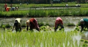 Monsoon is kind, 104% increase in kharif sowing