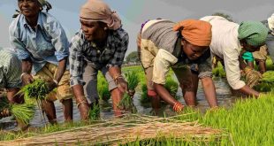 Area under Kharif crops increased by more than 59 lakh hectares