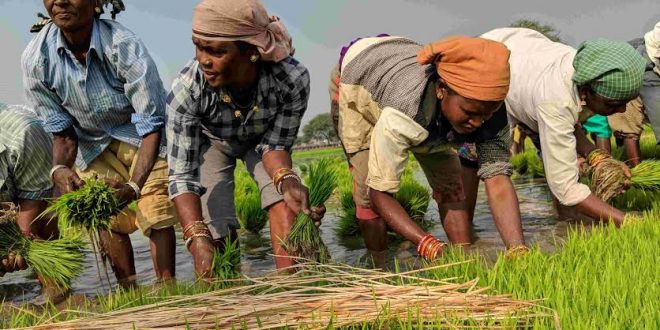 Area under Kharif crops increased by more than 59 lakh hectares