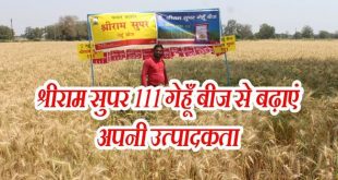 Shriram Super 111 wheat seed increased productivity of farmers of Madhya Pradesh