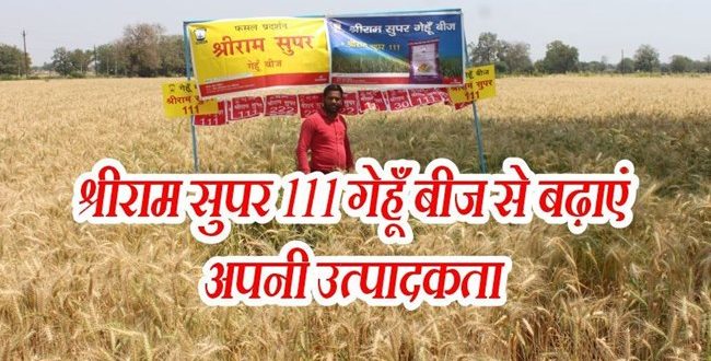 Shriram Super 111 wheat seed increased productivity of farmers of Madhya Pradesh