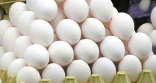 Flashed egg industry in winter, prices suddenly increased