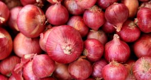Bumper crop of onion, government will create buffer stock