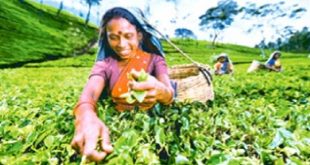 भारत की पारंपरिक चाय हुई और कड़क