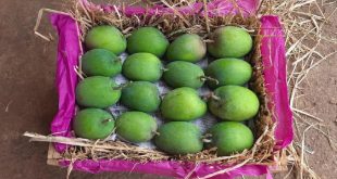 The first consignment of Hapus mangoes reached Pune, you will be surprised to know the price