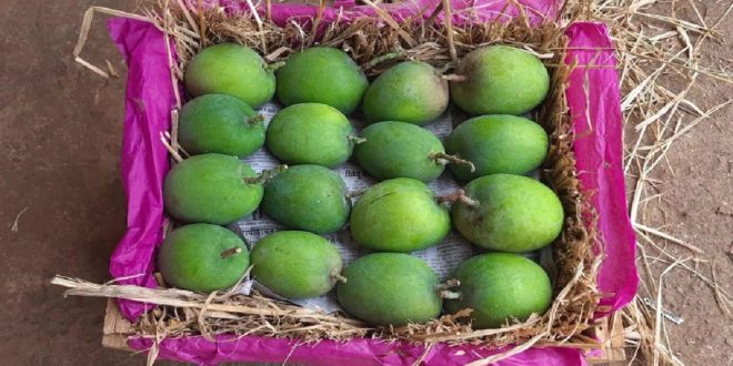 The first consignment of Hapus mangoes reached Pune, you will be surprised to know the price