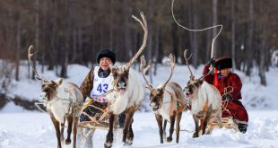 Representatives of 14 regions of the Arctic and Far East take part in the International Traditional Reindeer Herding Championship in Yakutia