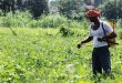 Grant up to 50 percent of the cost of plant protection chemicals to farmers for pest control - Agriculture Minister