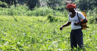 Grant up to 50 percent of the cost of plant protection chemicals to farmers for pest control - Agriculture Minister
