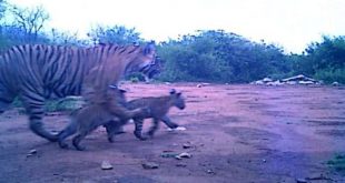 With the birth of two cubs in Sariska Tiger Reserve, the number of tigers is 30.
