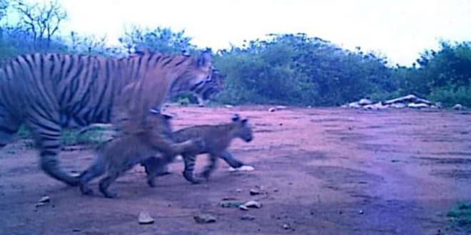 With the birth of two cubs in Sariska Tiger Reserve, the number of tigers is 30.