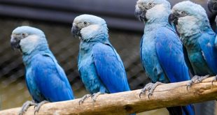Successful rehabilitation of 41 Spix's Macaws with the help of Vantara
