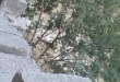 'Leopard' scare in Noida society, wild cat found during investigation, forest department team is investigating