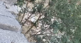 'Leopard' scare in Noida society, wild cat found during investigation, forest department team is investigating