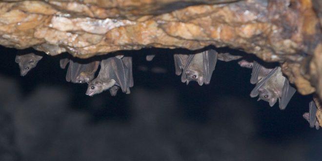 Scientists detect new Covid-like virus in bats in Brazil