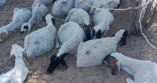 जहरीले पानी से पशुपालकों पर टूटा कहर, दर्जनों भेड़ें व गायों की मौत