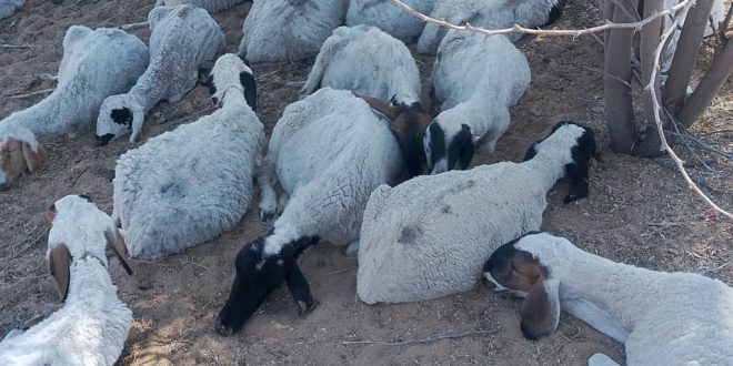 जहरीले पानी से पशुपालकों पर टूटा कहर, दर्जनों भेड़ें व गायों की मौत