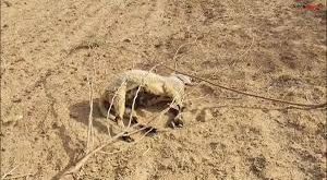कीटनोद गांव में 19 भेड़ों की मौत:ग्रामीण बोले-गर्मी और हीटवेव से तबीयत बिगड़ी, कुछ ही देर में गई जान
