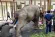Flood-injured elephant 'Joymoti' airlifted to Vantara