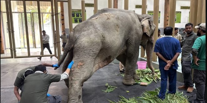 Flood-injured elephant 'Joymoti' airlifted to Vantara