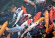 Centre to launch “Mission Rangini Machli 2031” to expand ornamental fish farming