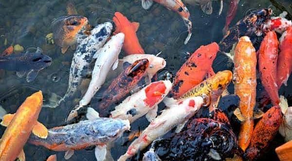 Centre to launch “Mission Rangini Machli 2031” to expand ornamental fish farming