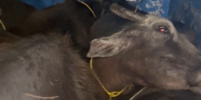 Cattle thieves are active in the Pachpadra area, with cattle owners worried after 36 buffaloes and calves were stolen in a week.